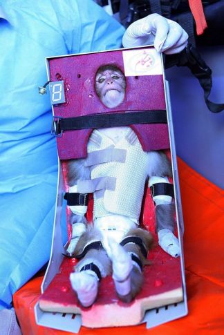 Iráni tudós fogja a szkafanderben lévő majmot, akit felküldtek a világűrben 2013. január 27-én